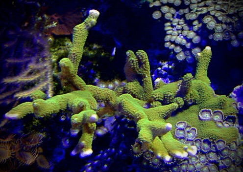 Green Montipora Digitata (Frag)