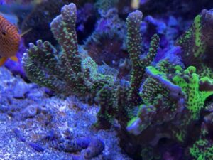 Tubb’s Stellata (Frag)