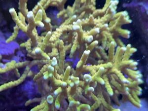 RRC Goldenrod Anacropora (Frag)