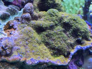 Encrusting Rainbow Monti (Frag)