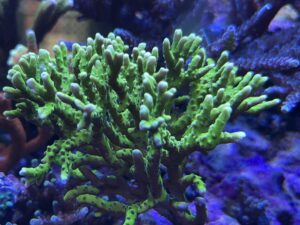 Neon Green Anacropora (Frag)