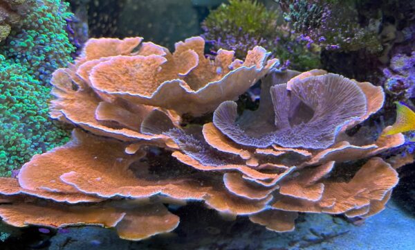 Orange or Purple Monti Cap (Frag)