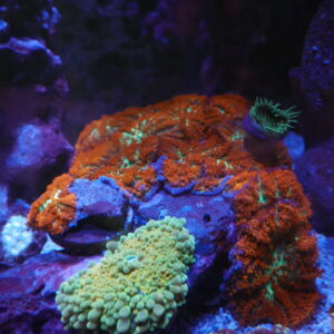 Soft Coral