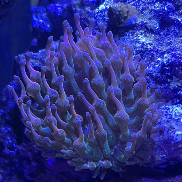 Little Shop of Coral