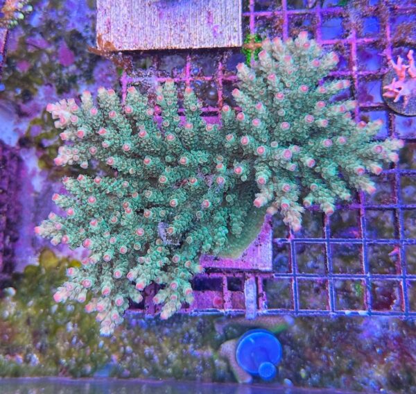 Green with Pink Tip Table (sarmentosa) (Frag)