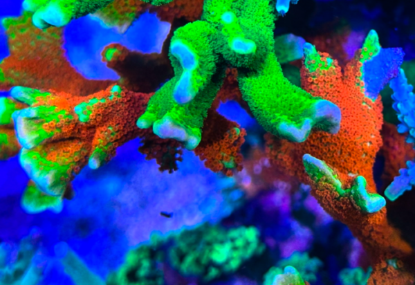 Forest Fire Montipora Digitata (Frag)