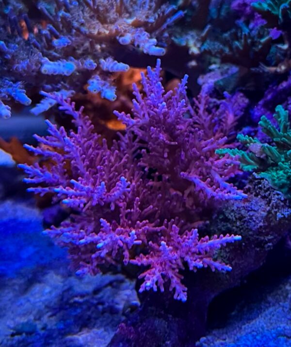 Red Dragon Acro (Frag)