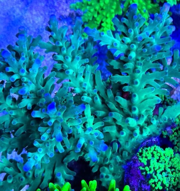 SSC Blue Bottlebrush Acro (Frag)